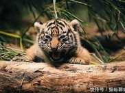 環境調查署：商業繁育是老虎物種歷史的殘酷一章