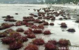 普吉島提醒遊客小心腳下!海灘上堆滿紅色海膽,當地人歡樂撿食