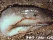 ?淡水魚無法在海洋生存，黃河、長江流入大海，裡面的魚去哪了？