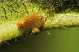 中國梨木蝨長期危害導致葉片捲曲及煤汙病怎麼辦？