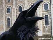 倫敦塔的王后已失蹤，是英國最後一隻鎮塔烏鴉中的鳥中王后