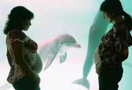“為什麼海豚喜歡蹭我的肚子”醫生：恭喜你，它是純天然“B超”