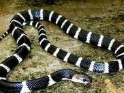 農村裡的有些收蛇人為什麼只要銀環蛇的母蛇，卻說公蛇不值錢