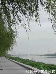 救救夾竹桃！鄭州賈魯河生態旅遊帶中牟段大面積綠植枯黃 成為河岸一“景”