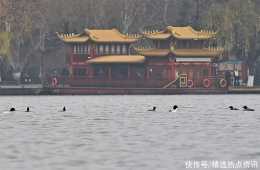 浙江杭州:西湖冬候鳥迎來新成員