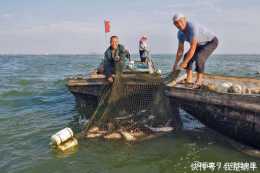 駱馬湖的危機4000噸魚庫清盤，非法採砂留下“不治之症”