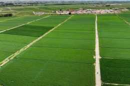 關注三夏｜莊稼一枝花 糧食來當家——內蒙古河套地區農田生產一線見聞
