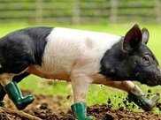 英國一小豬比人更愛乾淨，需穿雨靴才肯在泥中走，看了之後笑了