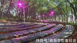 一碗橡膠水居然不值一瓶礦泉水?上海人造"小太陽"在西雙版納再造橡膠生態林