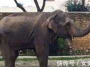 世界上最悲傷大象，身患抑鬱症，用安樂死結束43年單獨圈禁！