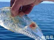 全球罕見的10大巨型生物: 中國娃娃魚榜上有名, 螃蟹吃人