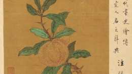 《本草書經》的歷史影響：該如何評價《本草書籍》中的《乳柑子》？