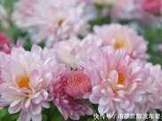 5款妖豔菊花，好養易爆盆，丟到陽臺沁人心扉，陽臺輕鬆變花園