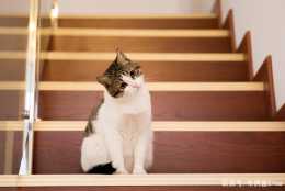 貓咪獨自在家會孤獨嗎？專家告訴你：孤獨不一定，壞習慣可能有