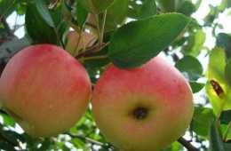 蘋果晚上吃，為什麼是“毒蘋果”？蘋果的4個禁忌，別忽視了