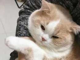 貓咪總喜歡鑽進貓砂盆拉粑粑，這麼做是要報復我嗎？二姨給你點教訓