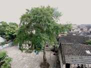 【江蘇】泰州溱潼古鎮，這棵皂莢樹遠近出名，已列入古樹保護名錄！