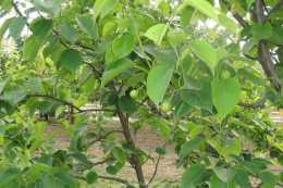 種植梨樹想要獲得高產，需要注意哪些細節？
