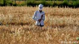 西方面臨糧食短缺，國際貨幣基金組織喊話印度，請求放開小麥出口