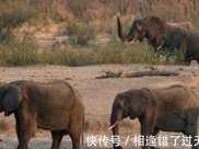 野生大象每天損失10%水分，科學家擔憂：氣候變暖將導致它們死亡