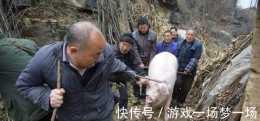 2200斤的浙江"豬王",生前曾被收進寺廟供養,還幫它取了個法號