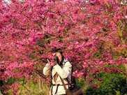 重慶北碚櫻花橘鄉農業公園迎來櫻花盛放
