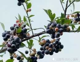 農村南方一種野果，長得很像藍莓35元1斤，以前農村娃可愛吃了