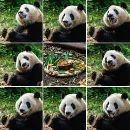 大熊貓龍鳳胎姐弟“和花”“和葉”生日會