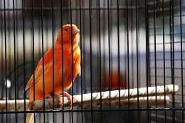 劉振杰：籠子裡的鳥