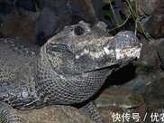 世界上最小的鱷魚，體長只有1.5米，是鱷魚界中的侏儒
