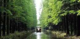 江蘇漂浮在水上的公園,有萬畝水杉林,這才是名副其實的天然氧吧
