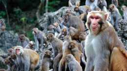 如果“猴王”意外死亡，猴群會發生什麼？母猴會被如何對待？