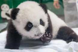 熊貓寶寶稱體重，“四腳朝天”的發出抗議，可卻被奶媽無視了