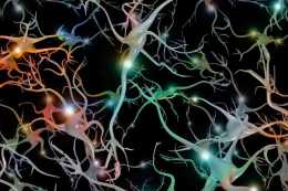 新模型揭示，合成腦細胞可儲存“記憶”