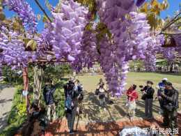 滿園“紫色瀑布”！嘉定紫藤公園下週進入最佳觀賞期