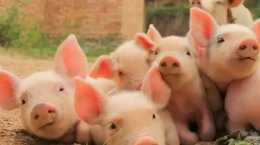 養豬業對生物安全的認知