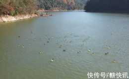 江西彭澤:野生鴛鴦飛抵國家級森林公園越冬