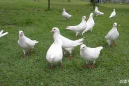 鴿子這樣養殖有什麼好處，還不同於其他養殖方式？帶你們瞭解一下