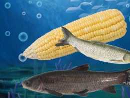 哪種氣味最吸引青魚和草魚?適合夏天釣青魚和草魚的幾種餌料