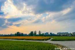 杭州城北有片佔地65畝的精緻花海,環境優越遊客稀少,你心動嗎