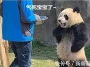 奶爸投食晚了，大熊貓雙手叉腰攔住去路你咋遲到了餓壞寶寶了