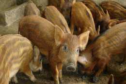 養豬真的太普通，野豬養殖更有前途，稀罕又營養的專案
