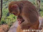 貴州貴陽小猴子被果核卡住喉嚨，猴媽竟用“海姆立克法”施救