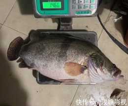 罕見！岳陽釣友洞庭湖釣起“米級老鱖魚”，網友：這得活了幾十年
