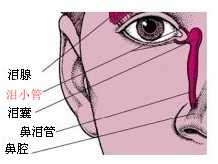 【淚道專欄】小楊醫生說淚道—— 眼睛出膿，“結膜炎”常年反覆治不好？當心淚小管炎在作亂！