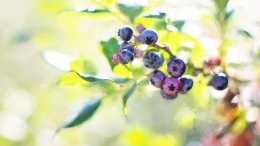 [藍莓]藍莓的功效與作用，藍莓怎麼儲存，藍莓小常識，你都瞭解嗎？