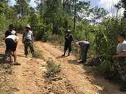 西雙版納勐海縣百名毀林種茶違法涉案群眾集體投案自首【典型案例】
