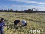 畝產461.5公斤！中農海稻將讓大豐鹽鹼荒灘變生態糧倉