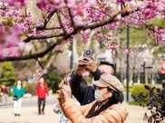 【便民】魯迅公園的早櫻開啦！你還不趕緊打卡虹口第一波的春景嗎？