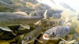 最大咸水湖青海湖,一年出魚5000萬斤,禁漁10年最大的魚有多大?